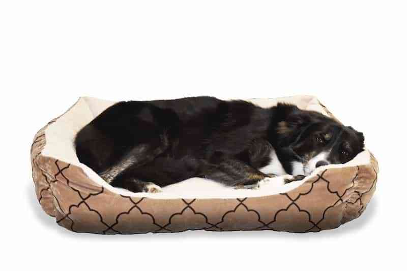 Soothing the Achy Joints of the Golden Years: The Benefits of a Dog Bed for Senior Pets - Bean Bags R Us