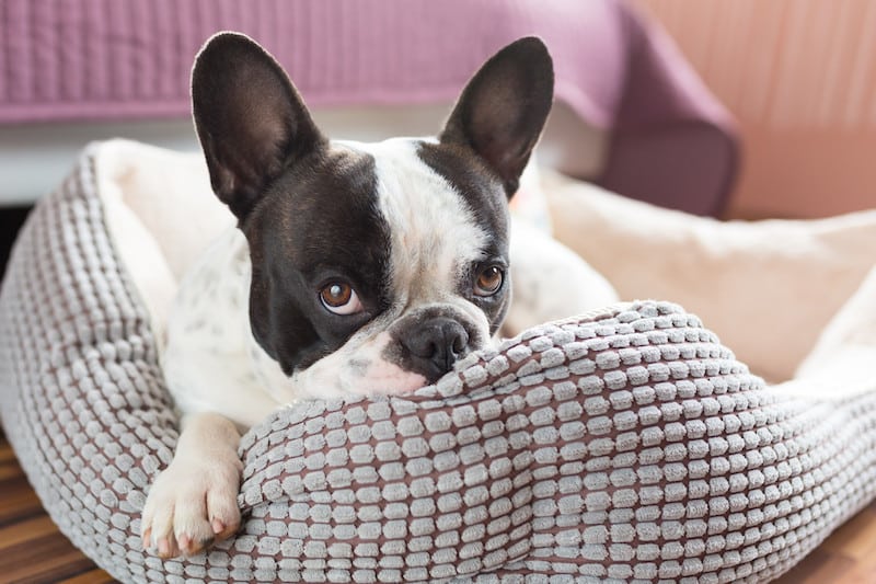 Top 10 Luxury Dog Beds for Your Dog's Comfort - Bean Bags R Us